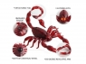 ИК скорпион Best Fun Toys 9992 Scorpion свет