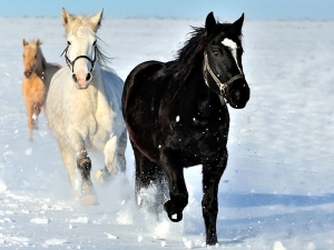 Картина по номерам с цветной схемой на холсте 30х40 По первому снегу (18 цветов)