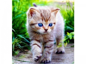 Картина по номерам 30х30 Голубоглазое чудо (20 цветов)