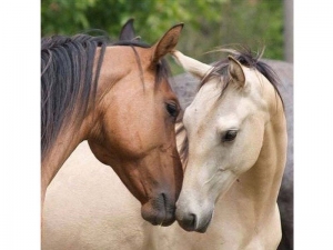 Картина по номерам 30х30 Знакомство (20 цветов)