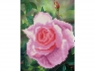 Алмазная мозаика 15х20 ЦВЕТОК РОЗЫ (11 цветов)